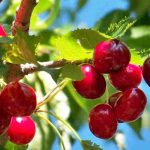 Selbstfruchtende Kirschbäume – ideal für kleine Gärten