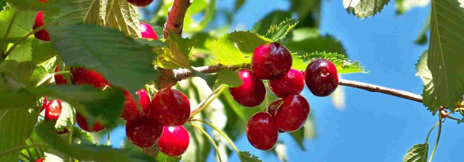 Selbstfruchtende Kirschbäume – ideal für kleine Gärten