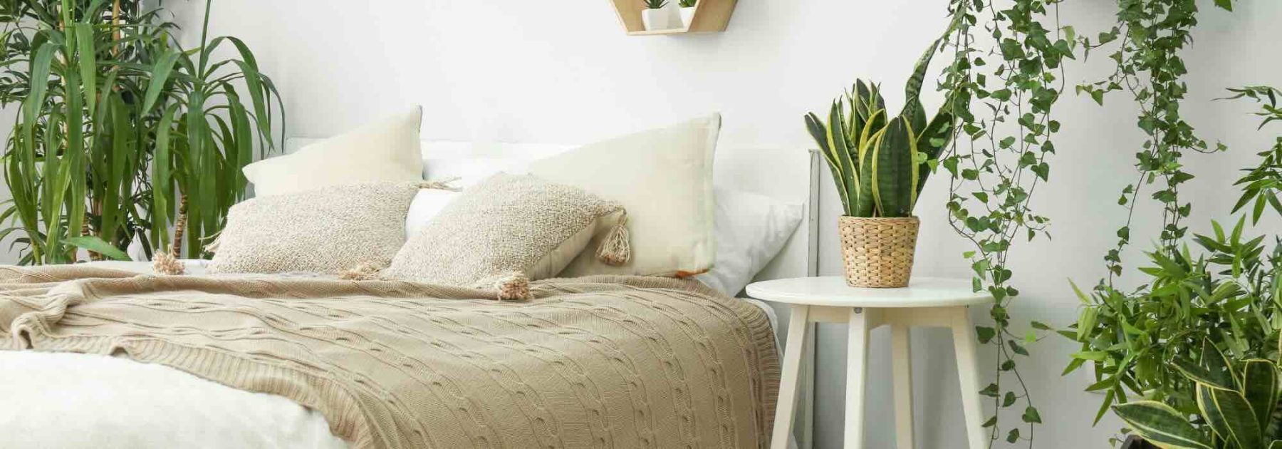 Die perfekten Zimmerpflanzen fürs Schlafzimmer: Unser praktischer Leitfaden