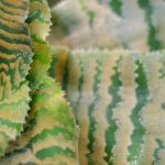 Cryptanthus: Krankheiten, Schädlinge und häufige Probleme dieser Zimmerpflanze