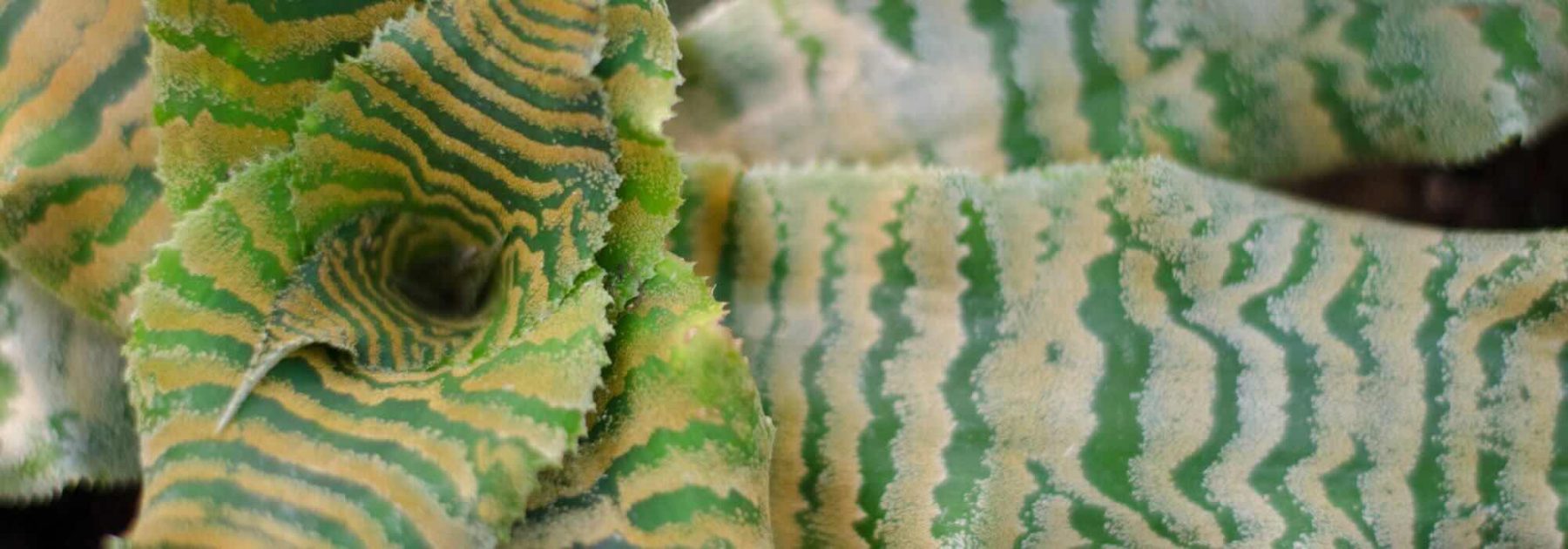Cryptanthus: Krankheiten, Schädlinge und häufige Probleme dieser Zimmerpflanze