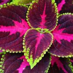 Indoor-Coleus: Pflege im Jahresverlauf