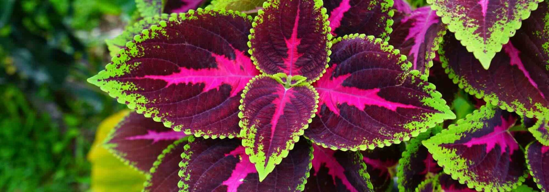 Indoor-Coleus: Pflege im Jahresverlauf