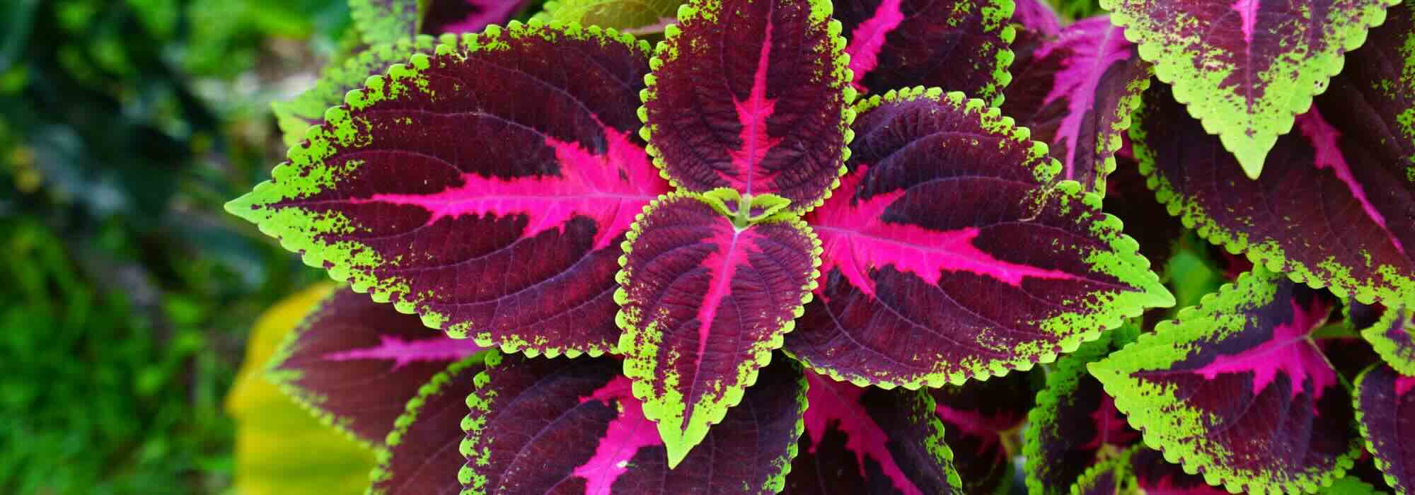 Indoor-Coleus: Pflege im Jahresverlauf