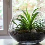 Wie macht man ein offenes Terrarium?