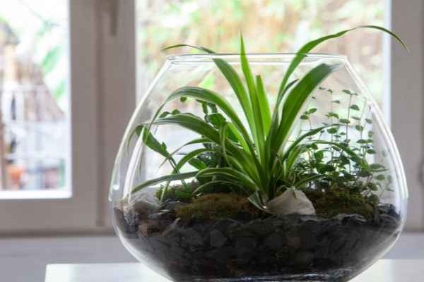 Wie macht man ein offenes Terrarium?