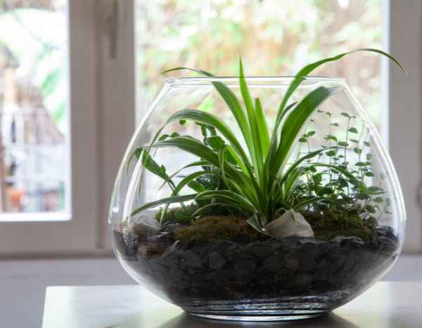 Wie macht man ein offenes Terrarium?