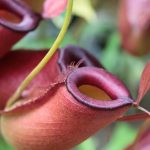 Drosera, Dionaea, Sarracenia... die großen Familien der fleischfressenden Pflanzen