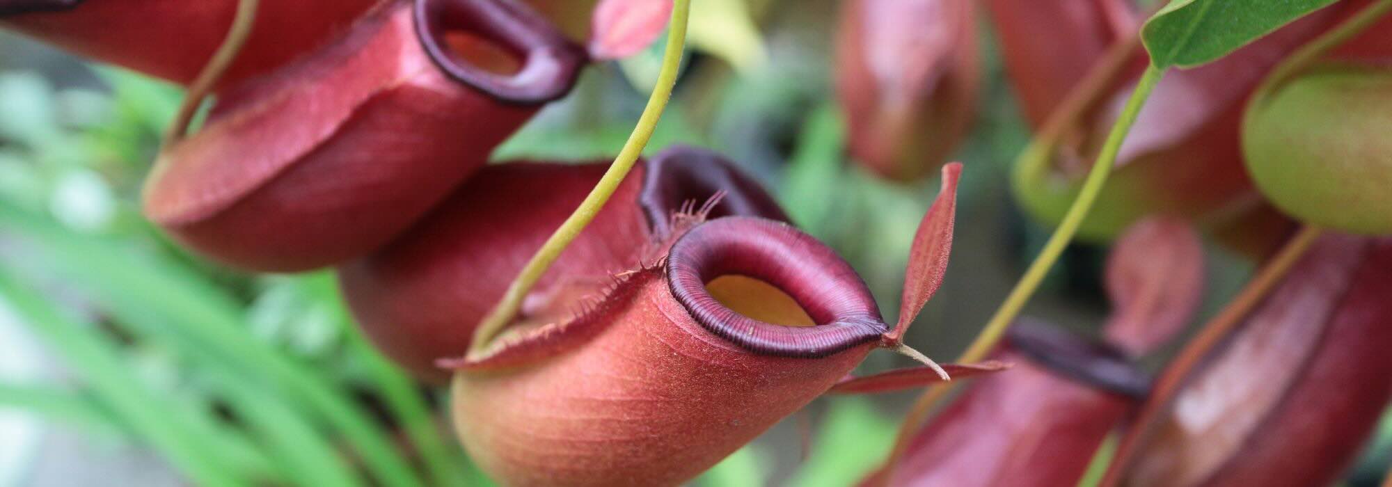 Drosera, Dionaea, Sarracenia... die großen Familien der fleischfressenden Pflanzen