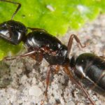 Ameisen in Ihren Töpfen oder an der Basis Ihrer Pflanzen: Was tun?
