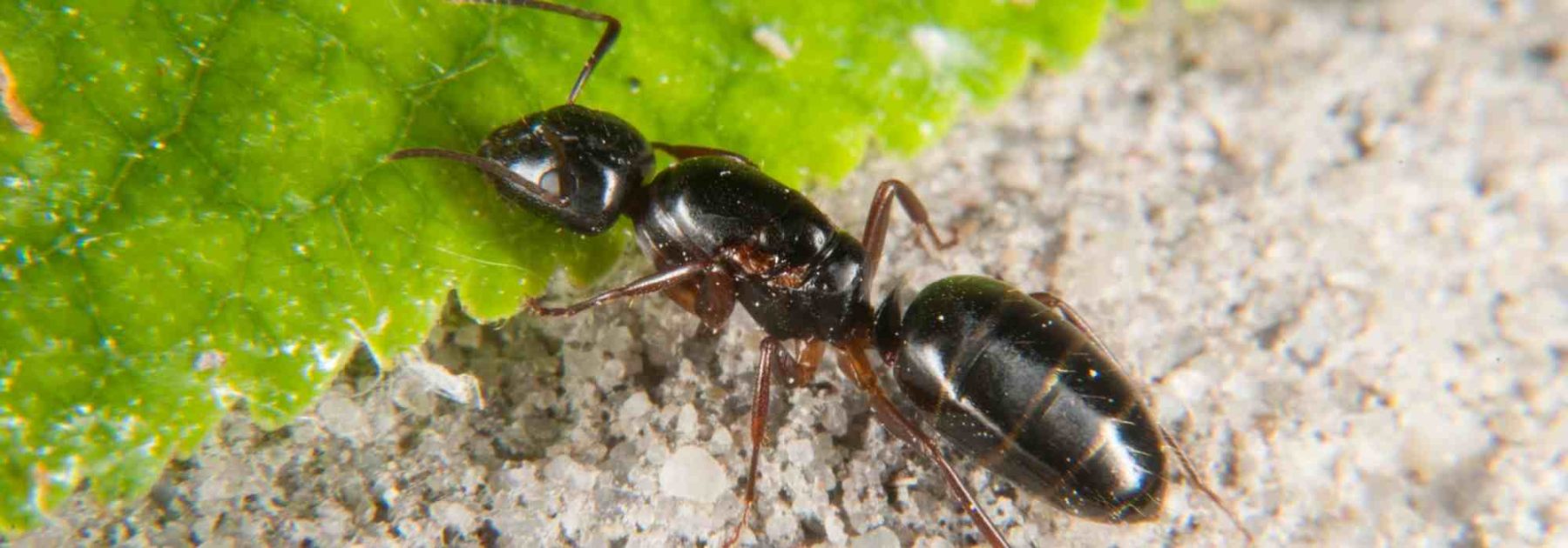 Ameisen in Ihren Töpfen oder an der Basis Ihrer Pflanzen: Was tun?