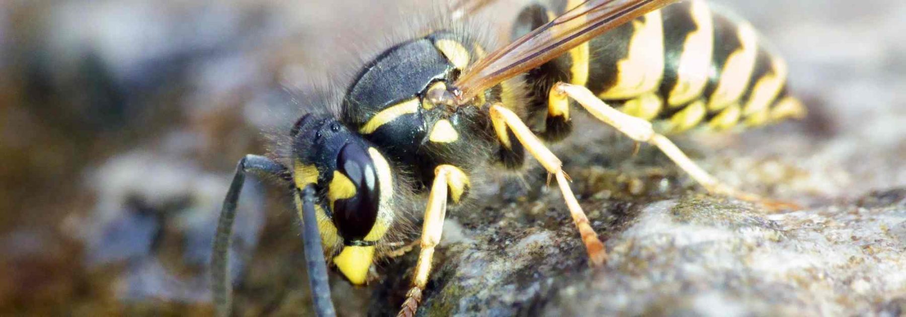 Wie kann man Wespen im Garten begrenzen, ohne die Artenvielfalt zu gefährden?