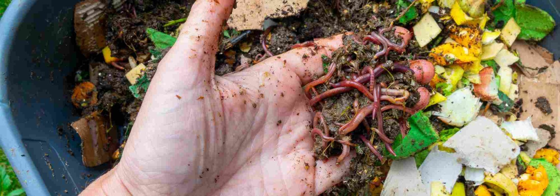 Kompostinsekten: Welche willkommen sind und welche man begrenzen sollte