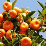 Die häufigsten Krankheiten und Schädlinge der Mandarine