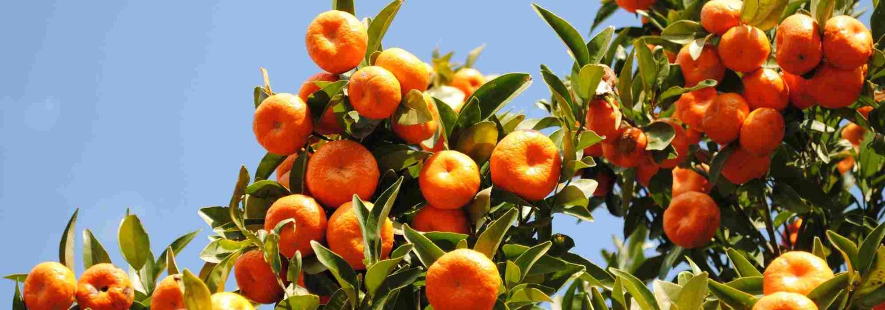 Die häufigsten Krankheiten und Schädlinge der Mandarine