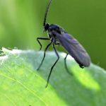 Trauermücken in Töpfen: Wie kann man ihre Ausbreitung effektiv verhindern?