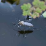 Wie kann man Mücken in einem Teich auf natürliche Weise bekämpfen?