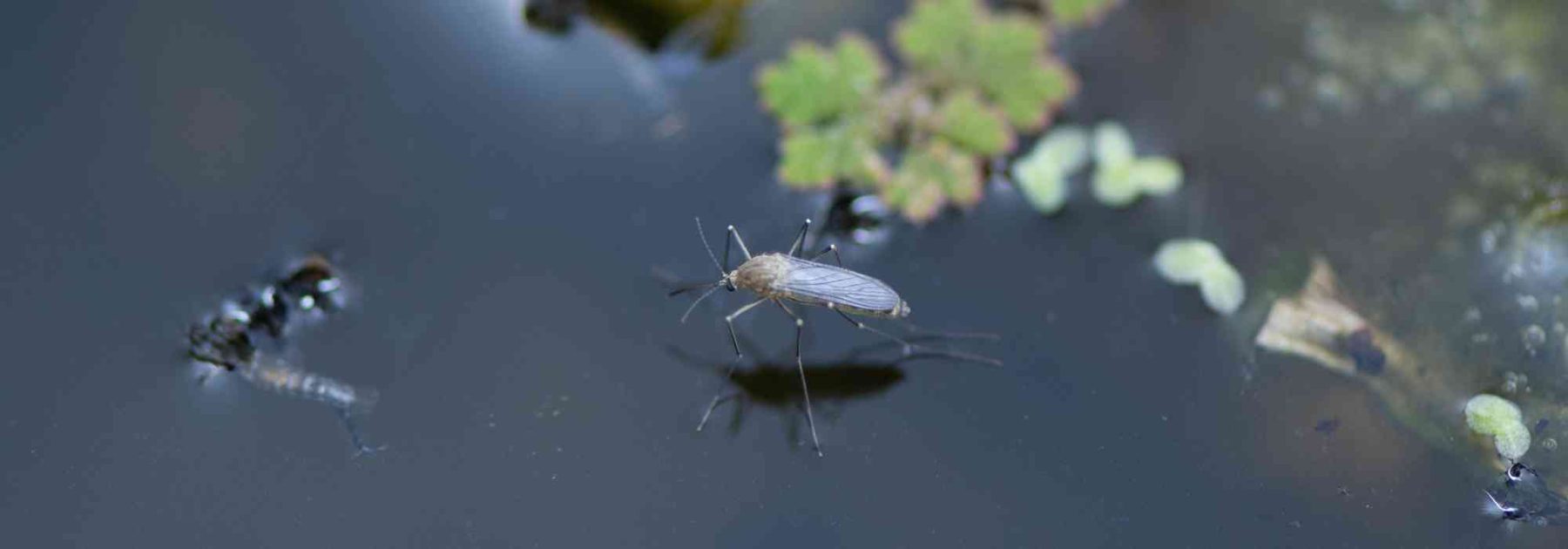 Wie kann man Mücken in einem Teich auf natürliche Weise bekämpfen?