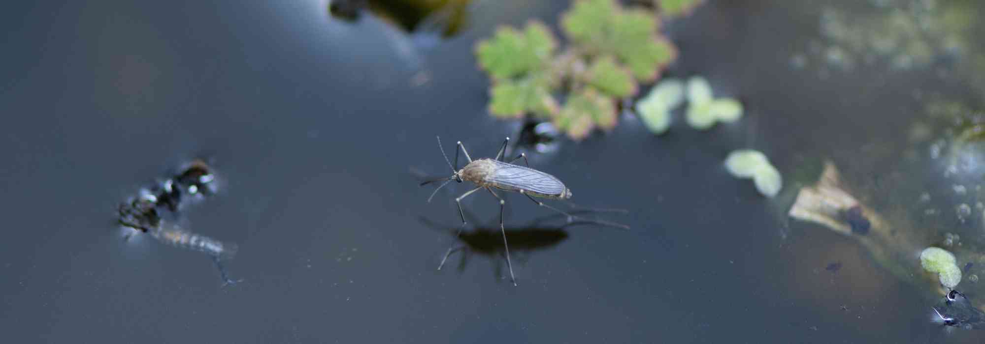 Wie kann man Mücken in einem Teich auf natürliche Weise bekämpfen?