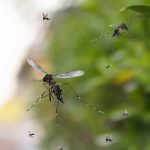 Mückenplage: Vermeiden Sie diese häufigen Bewässerungsfehler!