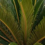 Cycas: Wie trennt und verpflanzt man neue Wachstum?