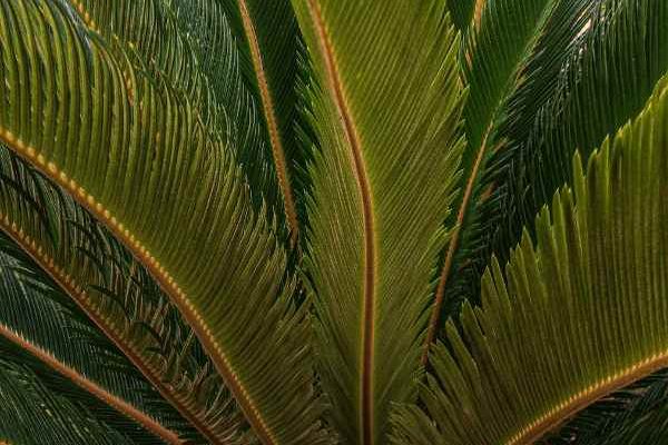 Cycas: Wie trennt und verpflanzt man neue Wachstum?