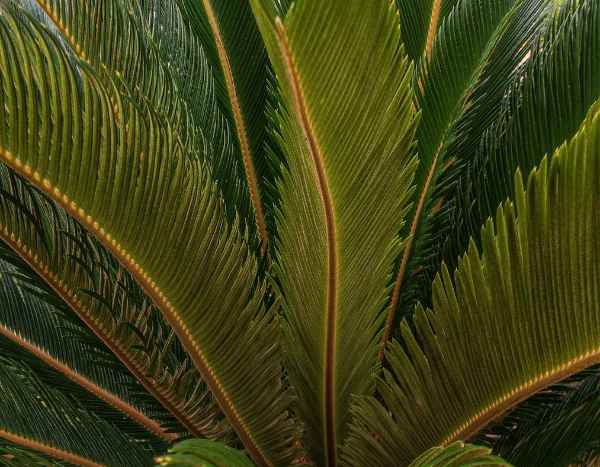 Cycas: Wie trennt und verpflanzt man neue Wachstum?