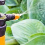 Gartenanfänger: Behandlung und Vorbeugung von Pflanzenkrankheiten im Garten