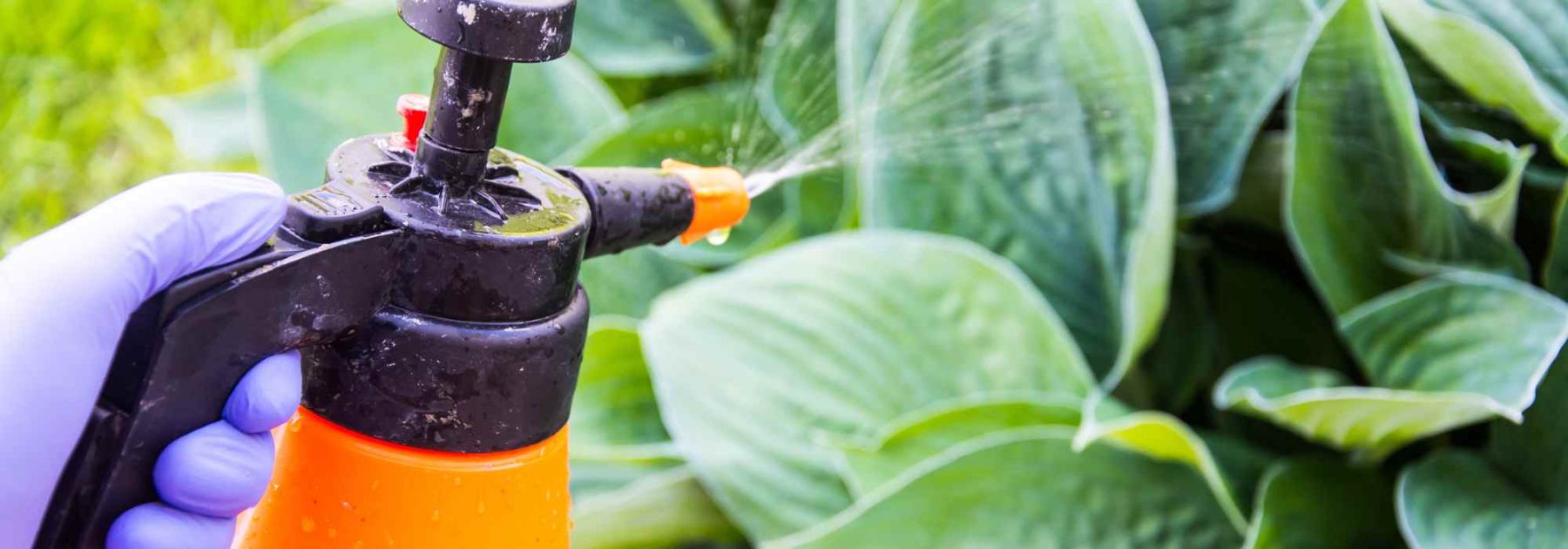 Gartenanfänger: Behandlung und Vorbeugung von Pflanzenkrankheiten im Garten