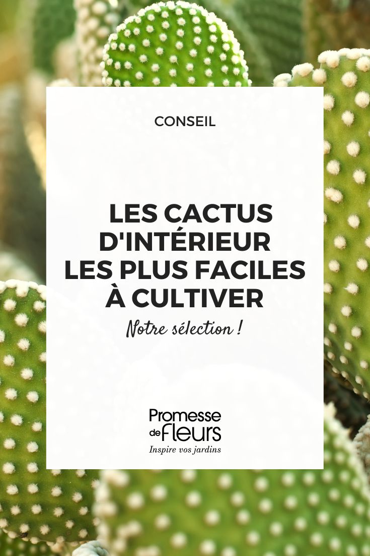 Einfach zu pflegende Zimmer-Rebutien: Die besten Arten cactus opuntia
