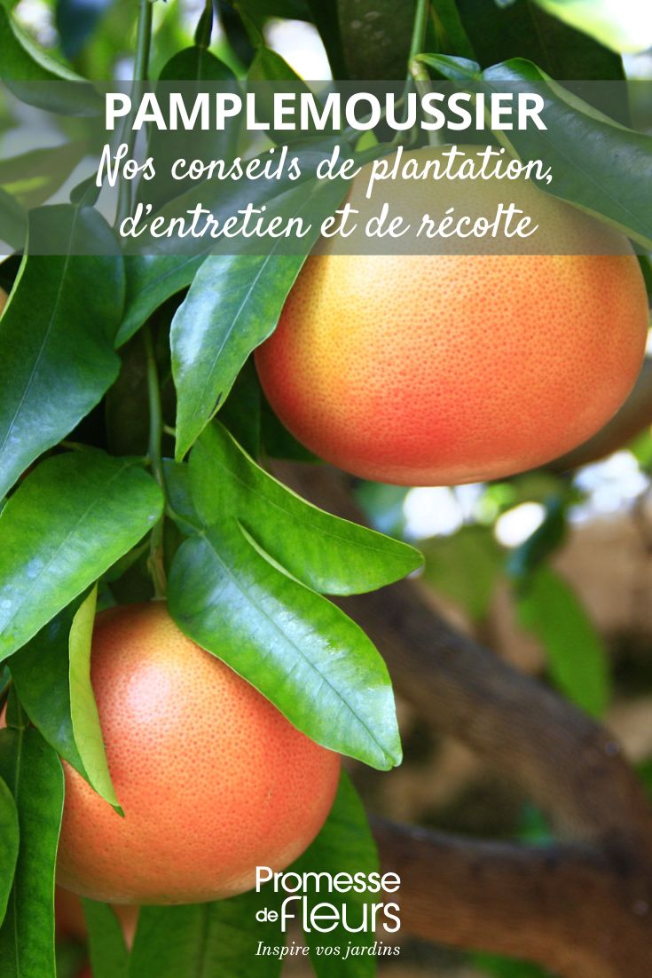 Wie man die Pampelmuse anbaut (1) culture du pamplemousse