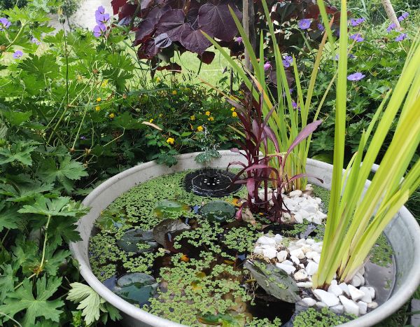 Wie man einen kleinen Gartenteich anlegt