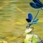 Libellen, Frösche, Vögel… installieren Sie einen Teich, um sie willkommen zu heißen!