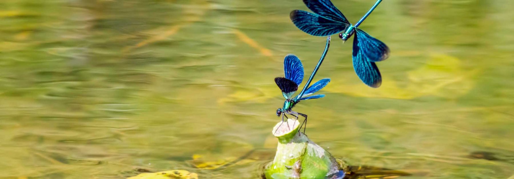 Libellen, Frösche, Vögel… installieren Sie einen Teich, um sie willkommen zu heißen!