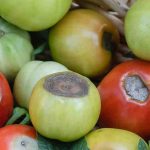 Schwarzer Tomatenboden: Wie kann man effektiv dagegen vorgehen?