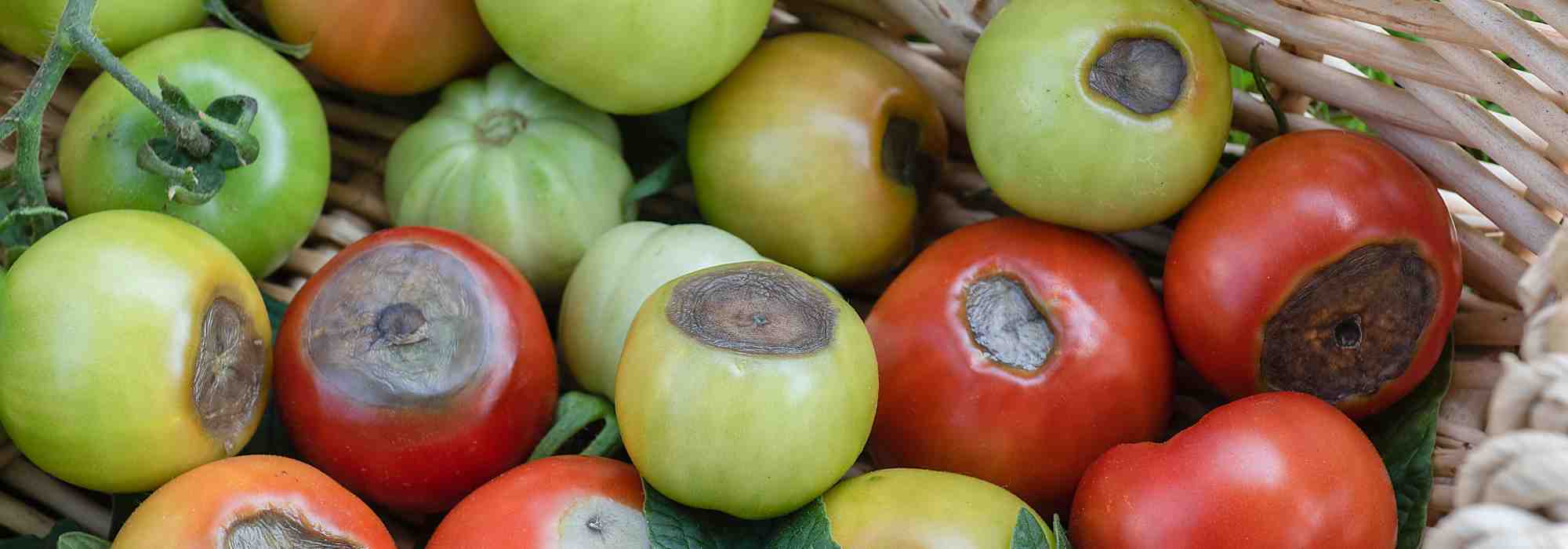 Schwarzer Tomatenboden: Wie kann man effektiv dagegen vorgehen?