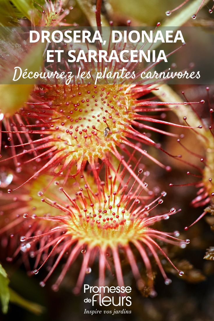 Drosera, Dionaea, Sarracenia… die großen Familien der fleischfressenden Pflanzen Dionaea