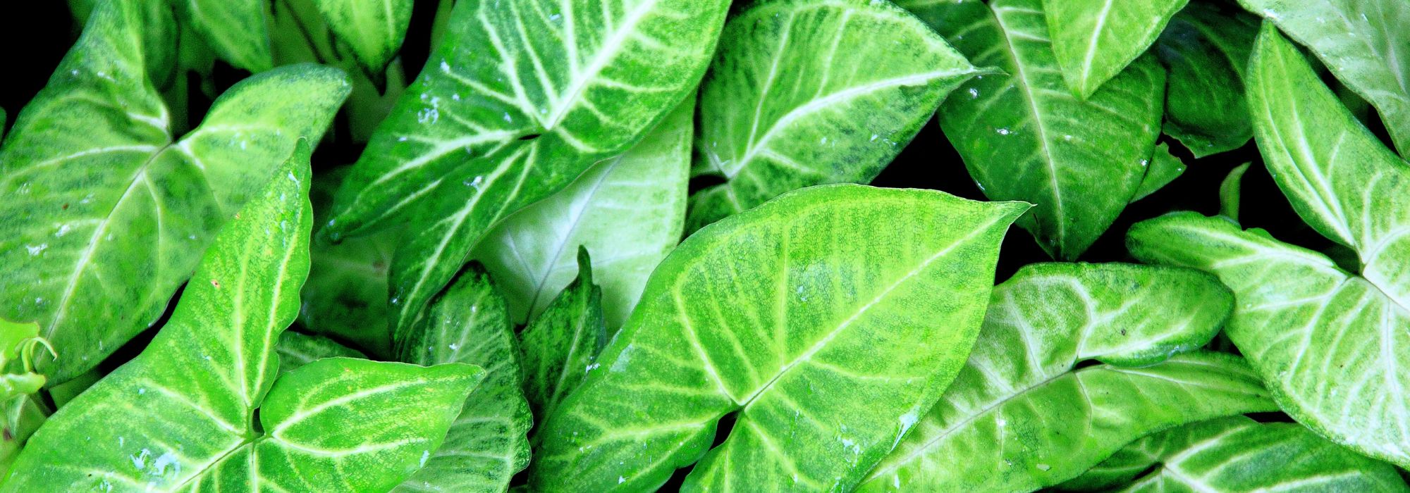 Fußblatt (Veränderliche Purpurtüte): Pflege im Zimmer