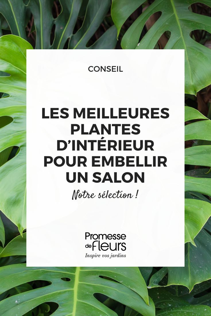 Monstera