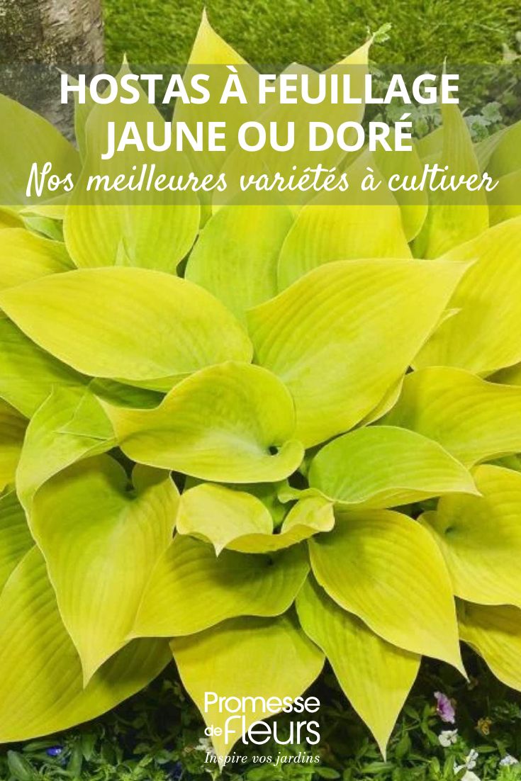 Hosta-Sunny-Halcyon