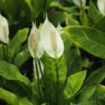 Spathiphyllum vermehren?