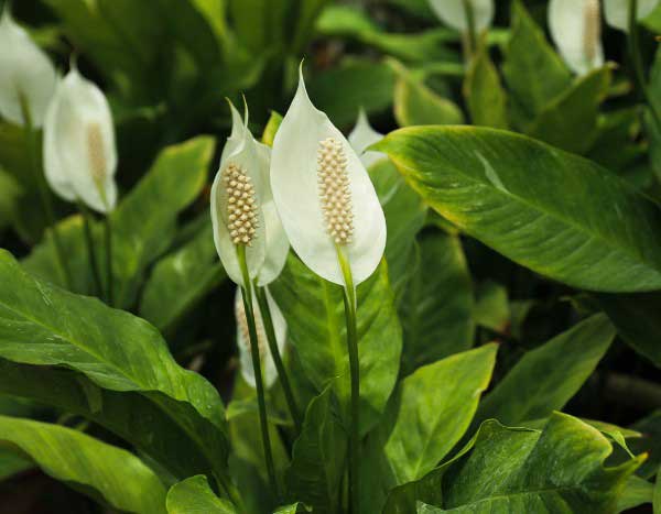 Spathiphyllum vermehren?