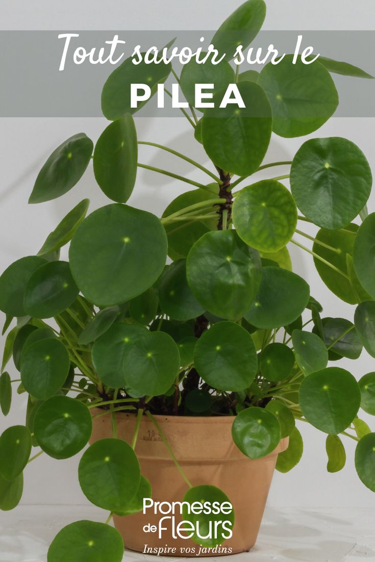 Pilea: Anbau und Pflege tout savoir sur le pilea