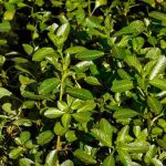 Invasive aquatische Pflanzen: erkennen und eindämmen