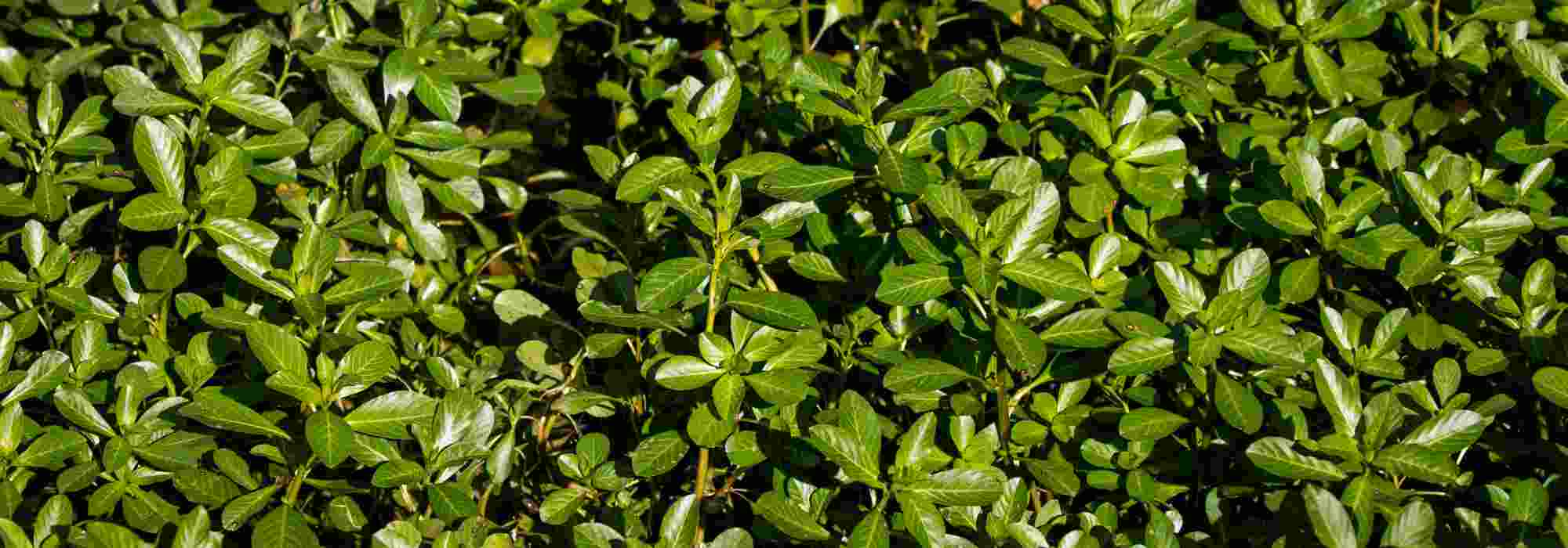 Invasive aquatische Pflanzen: erkennen und eindämmen