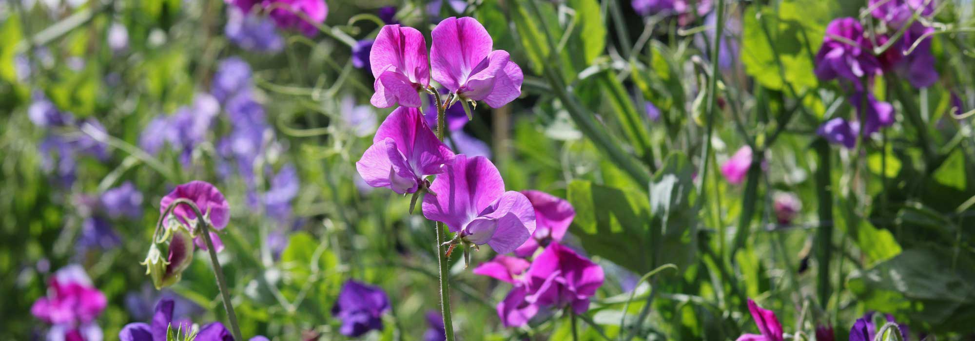 Gartenwicken: Blüte den ganzen Sommer verlängern