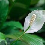 Mondblume, Spathiphyllum: Anbau und Pflege