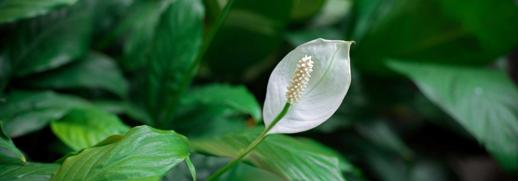 Mondblume, Spathiphyllum: Anbau und Pflege
