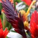 Vriesea: pflege, Blüte und kultivierung dieser zimmerpflanze