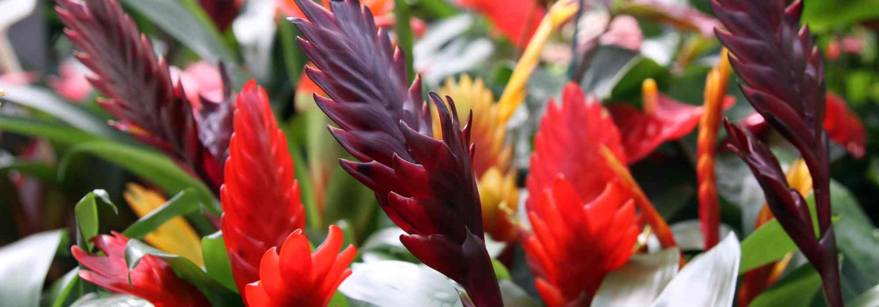 Vriesea: pflege, Blüte und kultivierung dieser zimmerpflanze